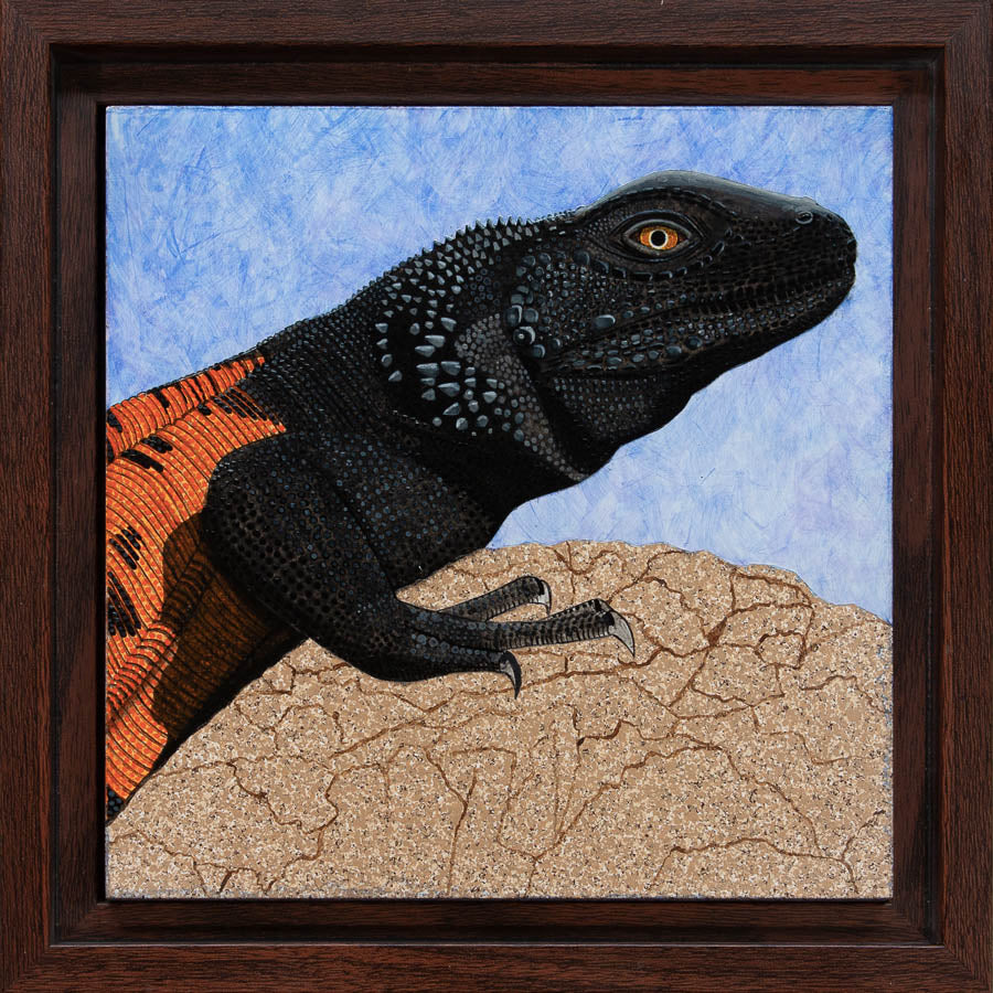 Chuckwalla Study - 6"x6" Acrylic