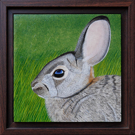 Cottontail Rabbit Study - 6"x6" Acrylic