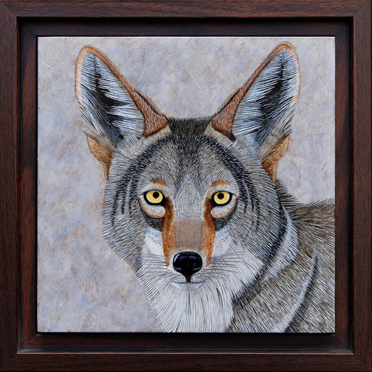 Coyote Study - 6"x6" Acrylic