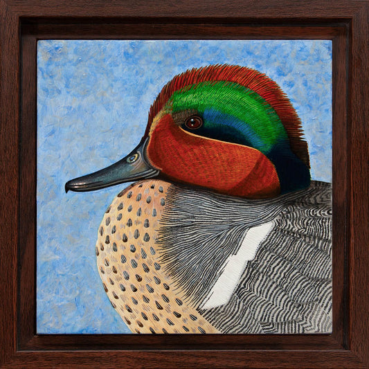 Green-Winged Teal Study - 6"x6" Acrylic