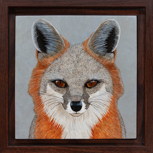 Gray Fox Study - 6"x6" Acrylic