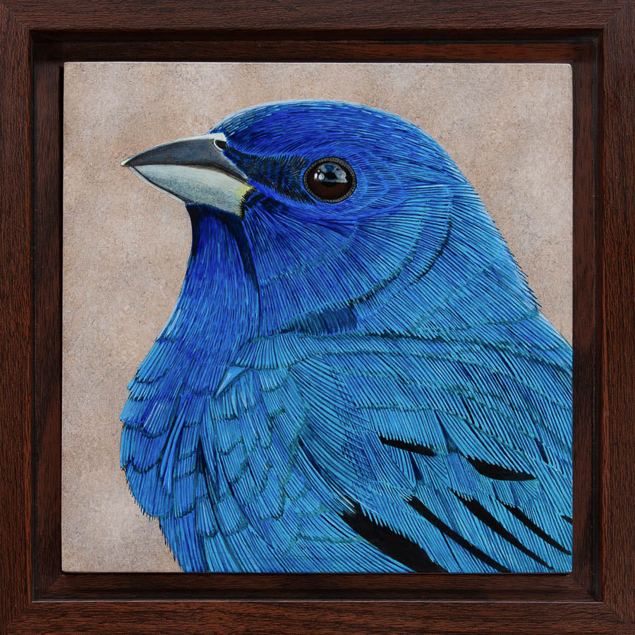 Indigo Bunting Study - 6"x6" Acrylic