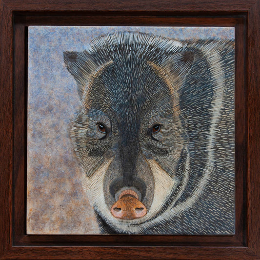 Javelina Study - 6"x6" Acrylic